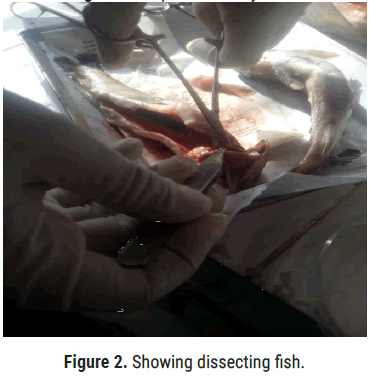 biology-todays-dissecting