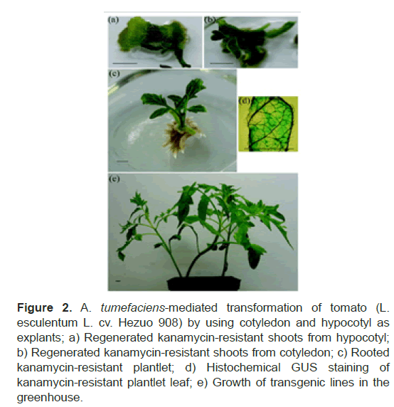 biology-todays-plantlet