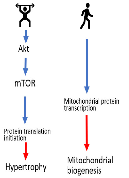 arthritis-intracellular