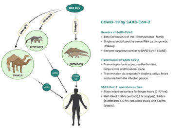 multiple-sclerosis-coronavirus