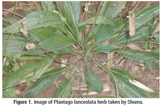 natural-products-Plantago