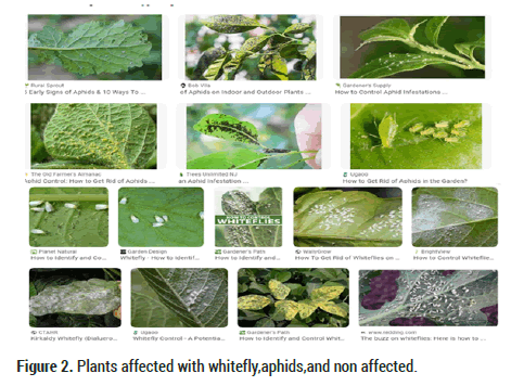 Biology-Today-whitefly