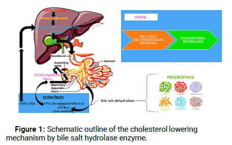 Biology-World-enzyme