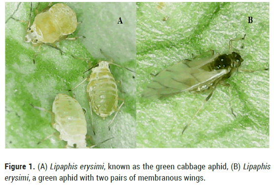 biology-todays-aphid