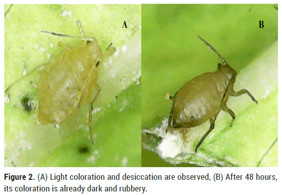 biology-todays-coloration