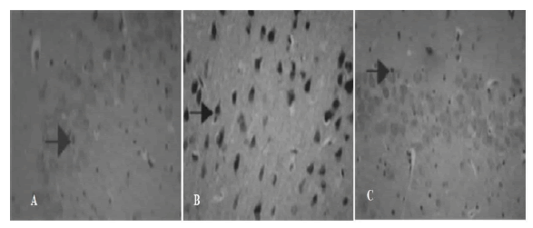 jmso-10-5-Effect