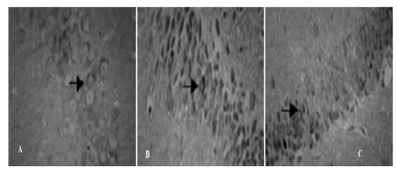 jmso-10-5-Effect