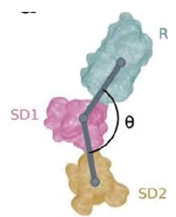 mrcs-8-3-S.A.R.S-g023