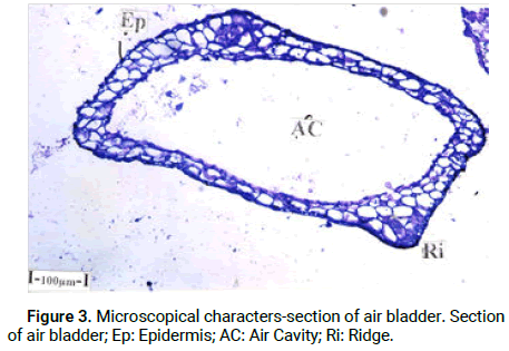 Cellular-Molecular