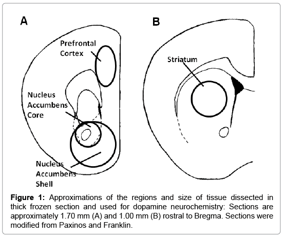 neurochemistry-neuropharmacology-tissue-dissected