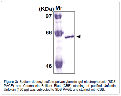 neurology-neurophysiology-Sodium-dodecyl