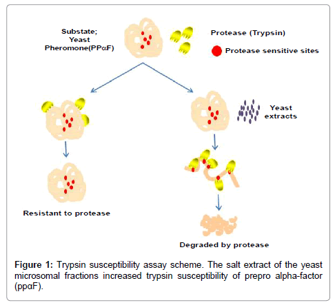 neurology-neurophysiology-Trypsin-susceptibility