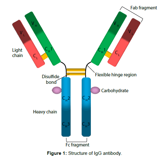 primary-health-care-Structure-antibody